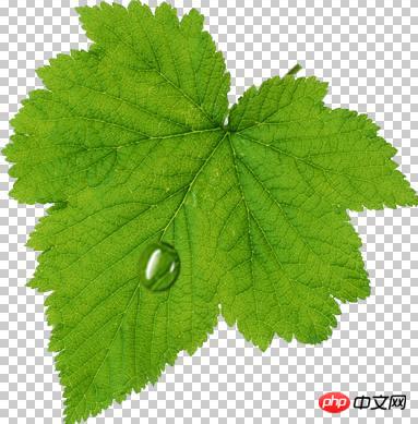 Photoshop设计制作出花瓣上滚动的水珠效果教程